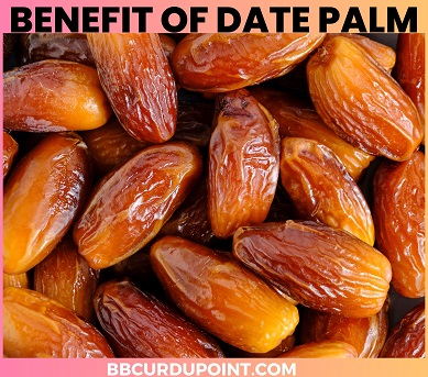 Benefit of date palm